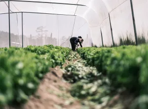 Community Gardens