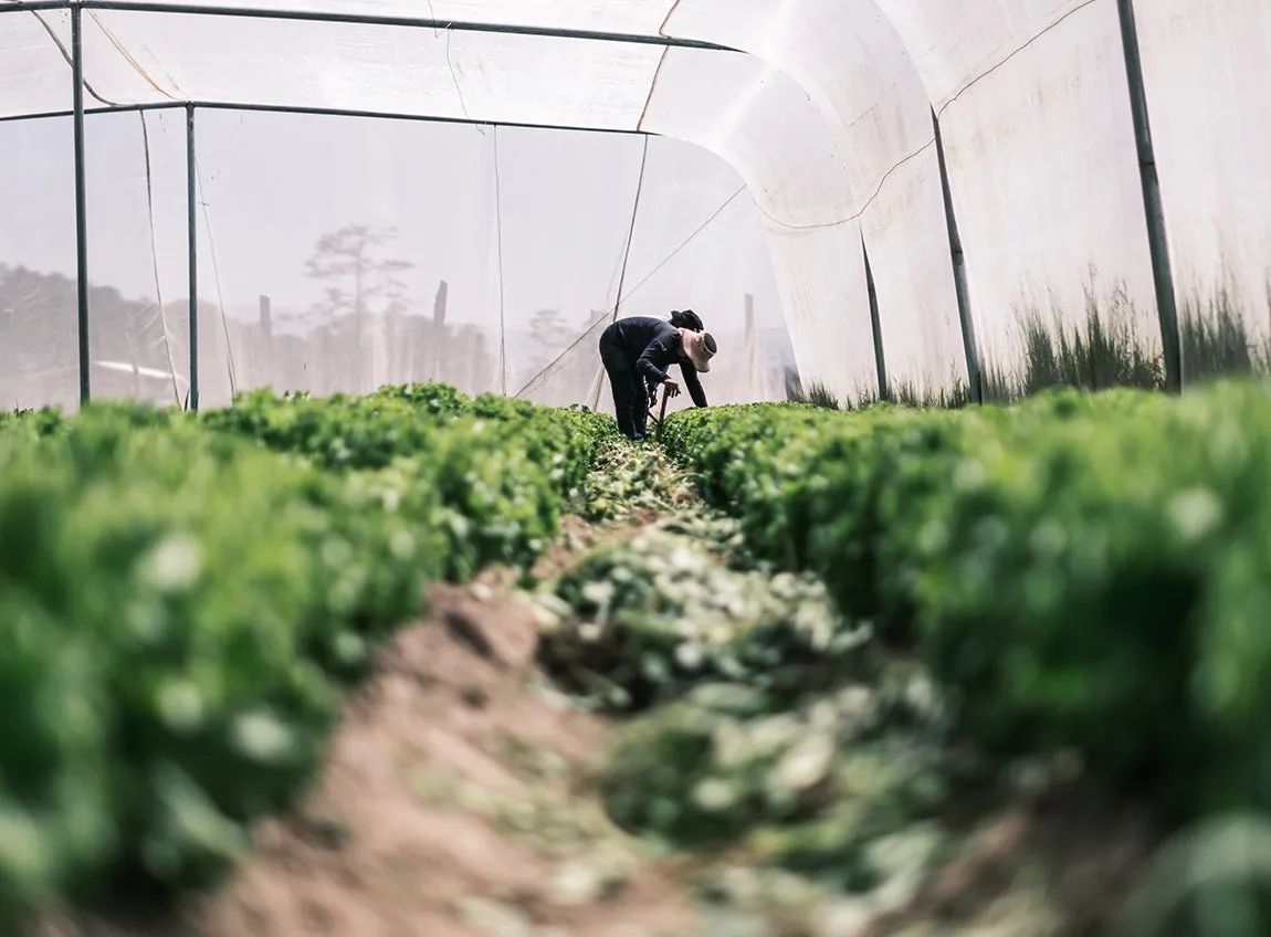 Community Gardens
