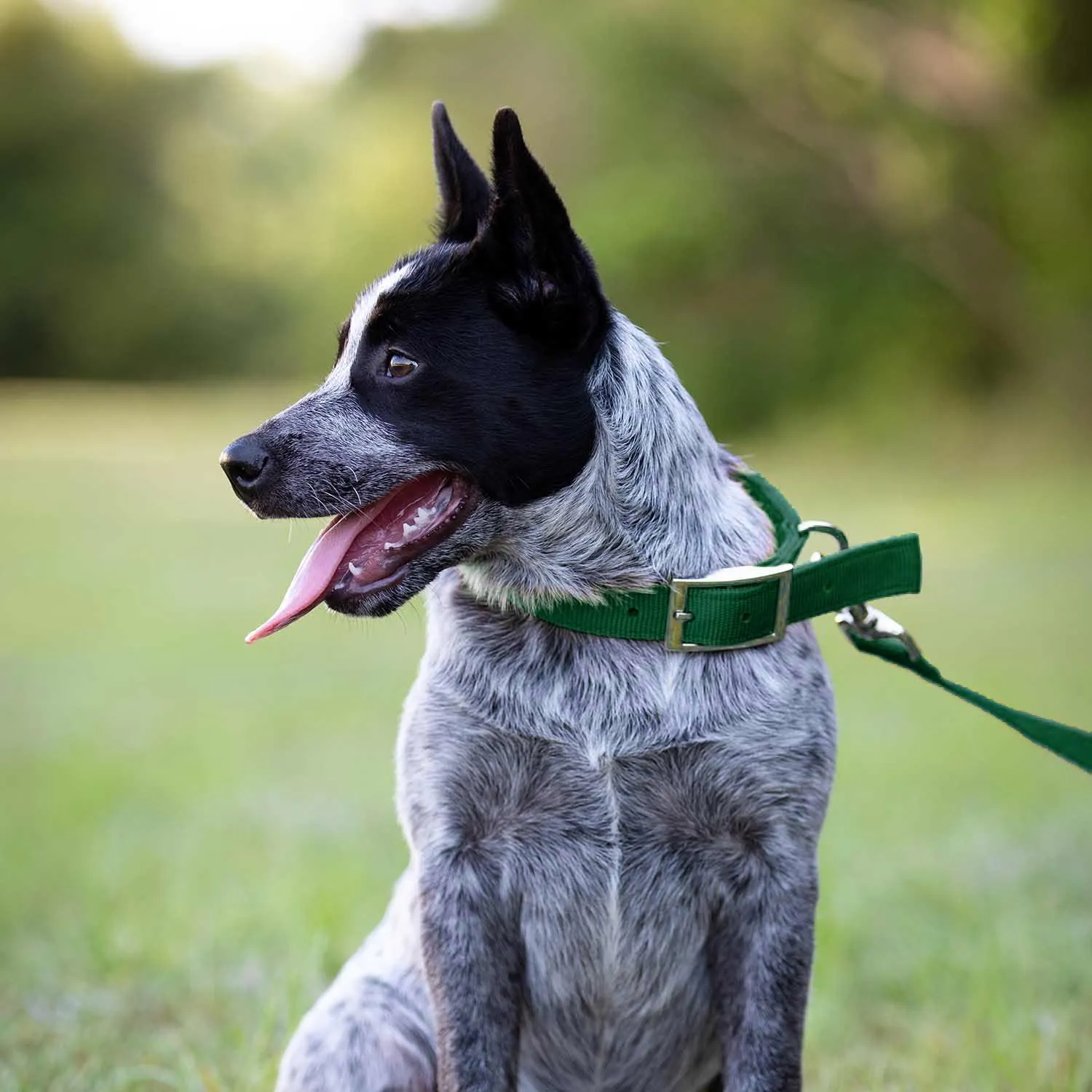 Jeffers 1" Wide Dog Collar, 16"L