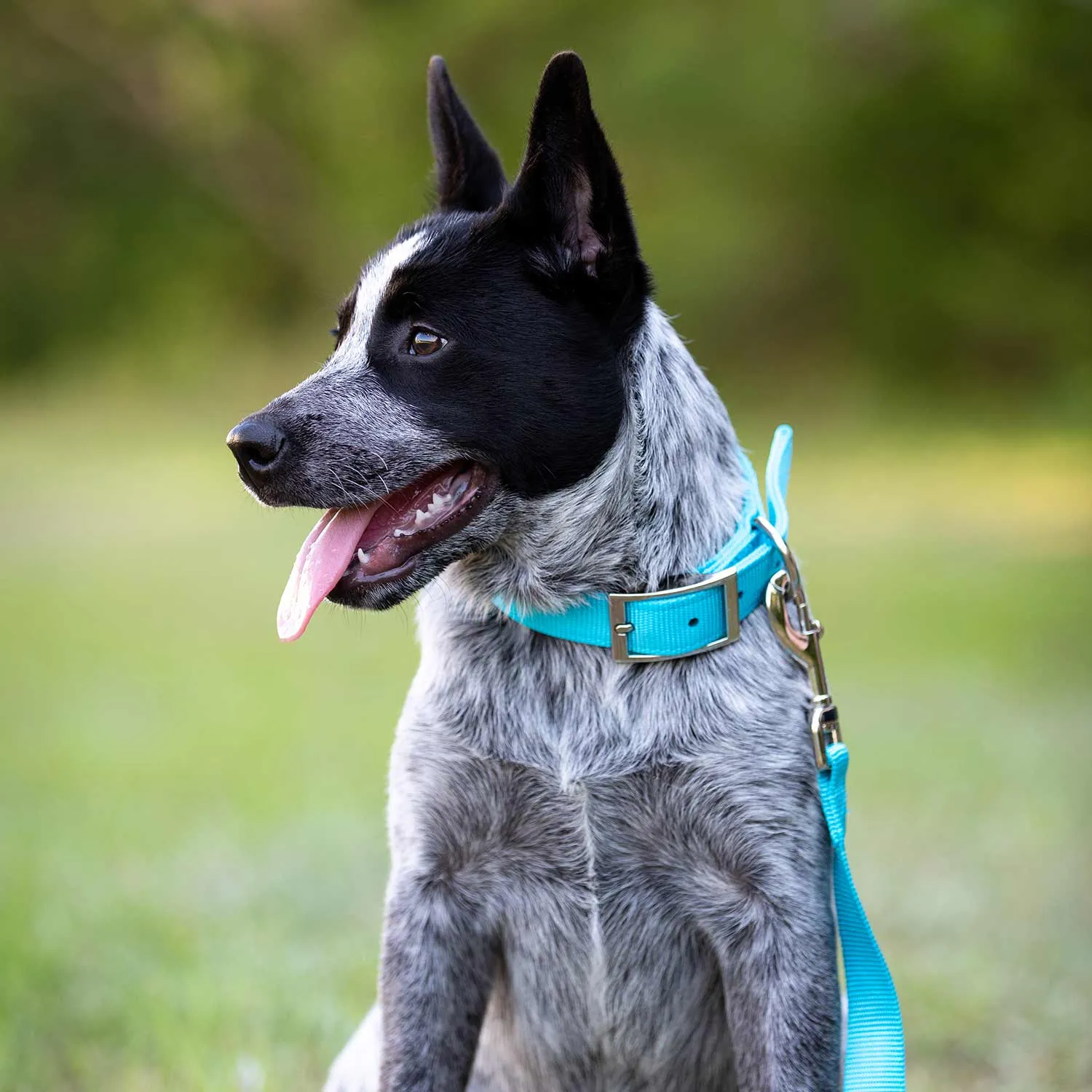 Jeffers 1" Wide Dog Collar, 16"L