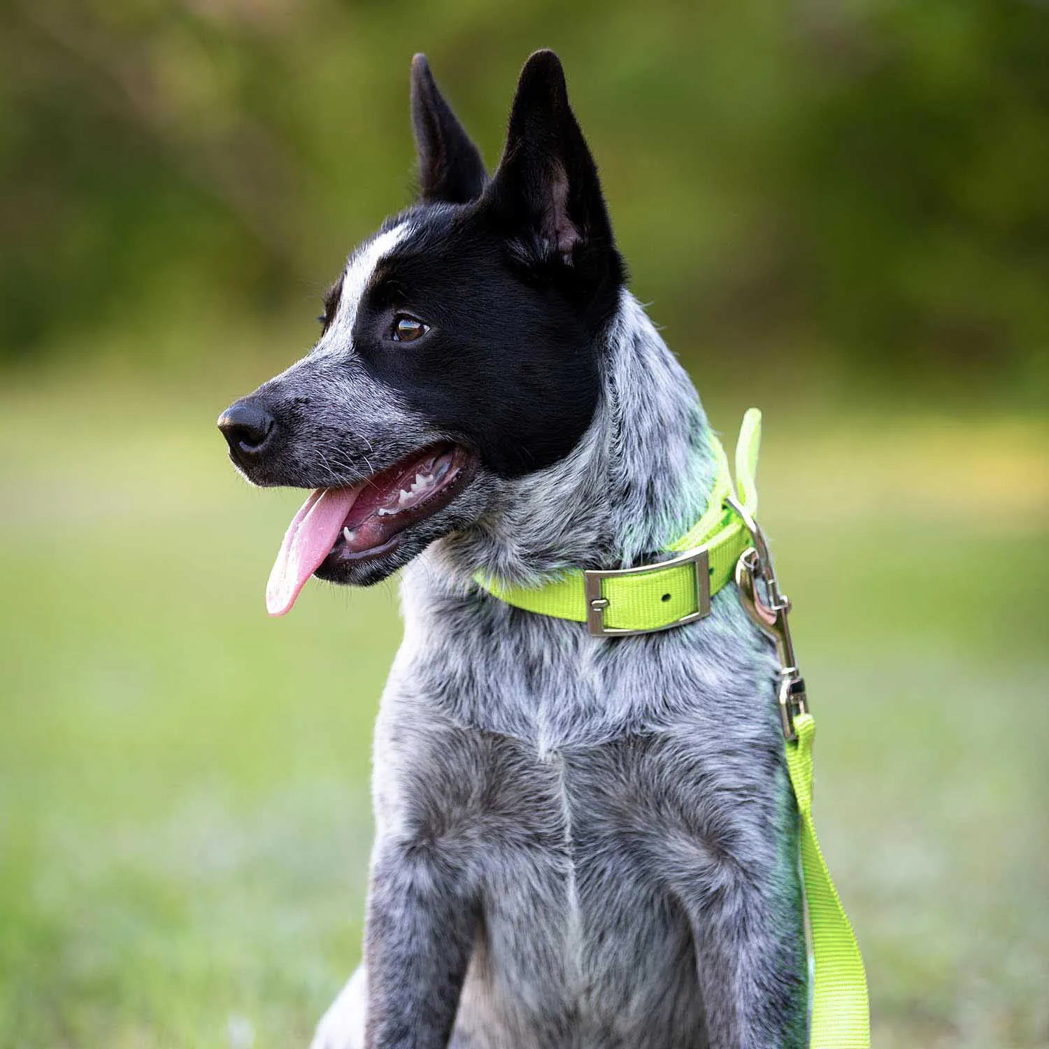 Jeffers 1" Wide Dog Collar, 16"L