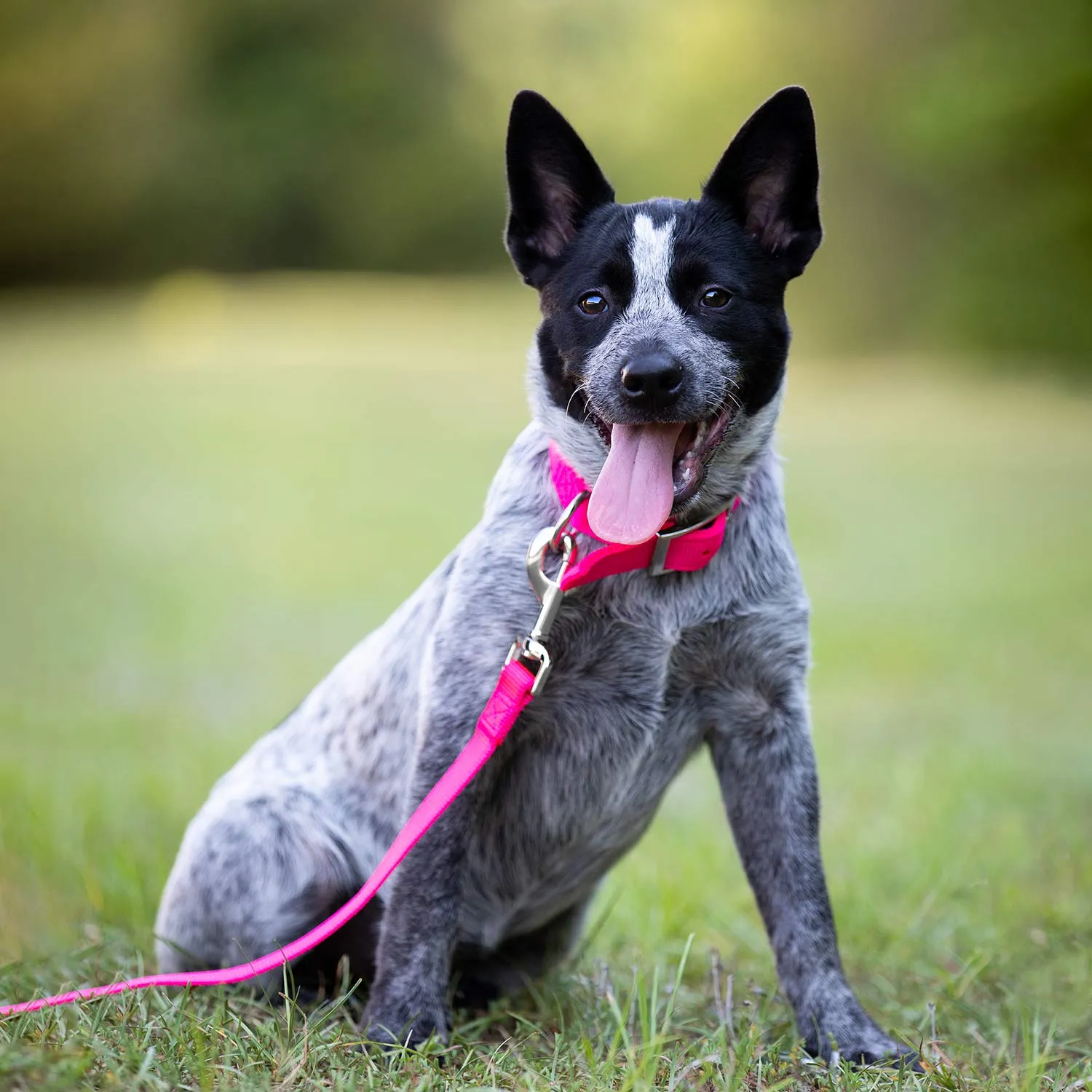 Jeffers 1" Wide Dog Collar, 16"L