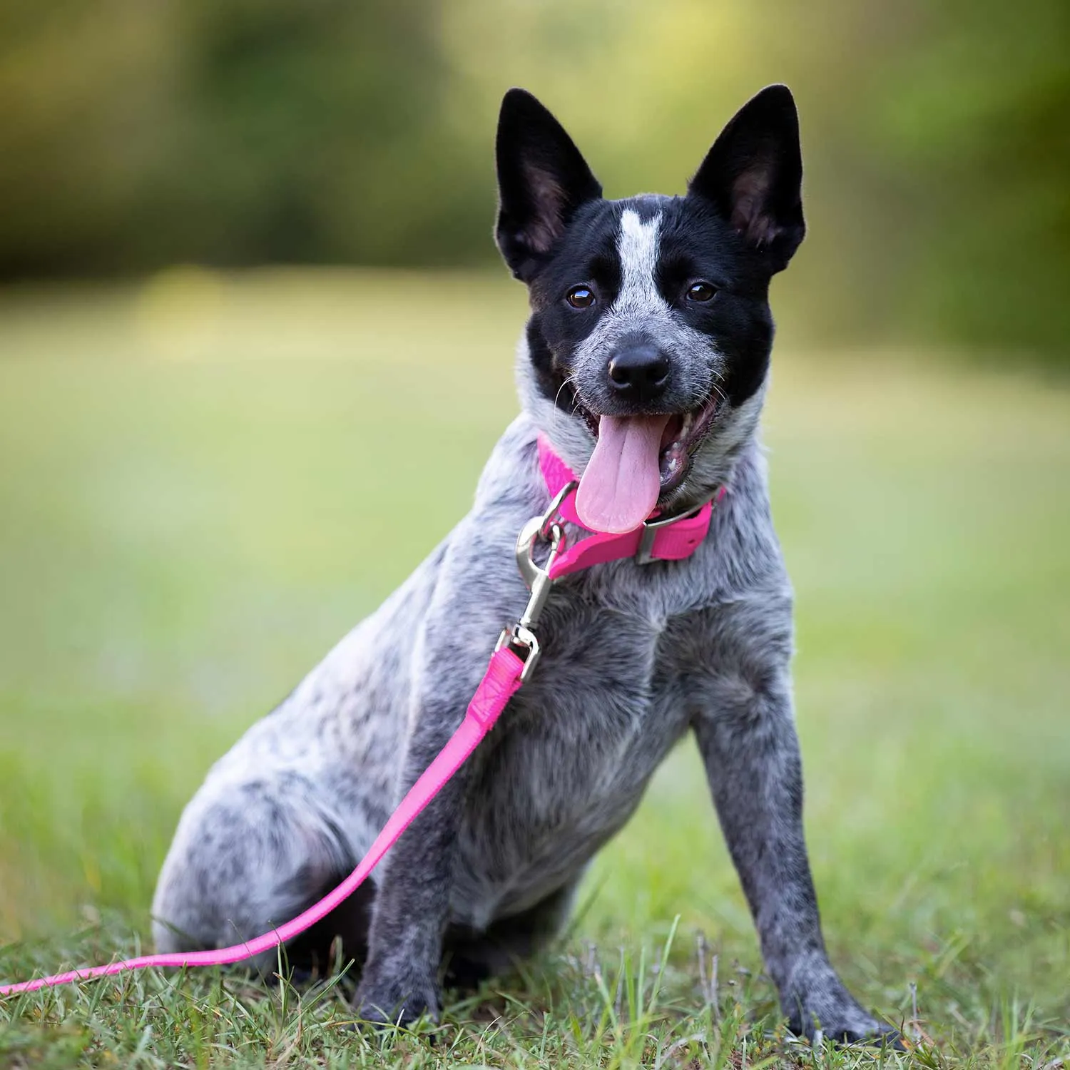 Jeffers 1" Wide Dog Collar, 16"L