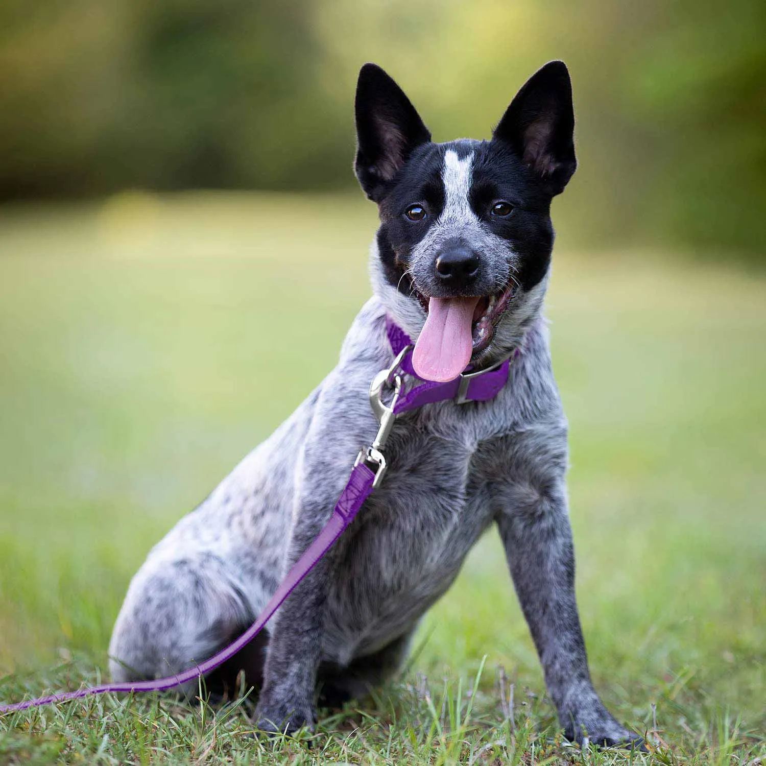 Jeffers 1" Wide Dog Collar, 16"L