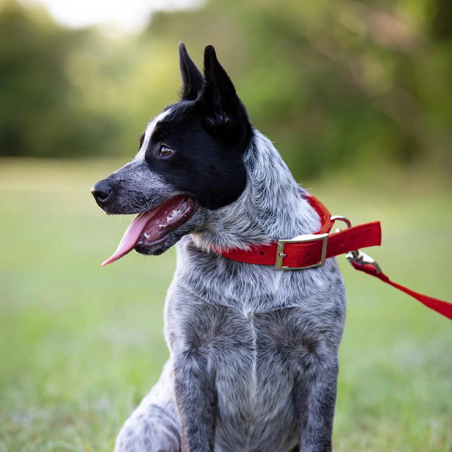 Jeffers 1" Wide Dog Collar, 16"L