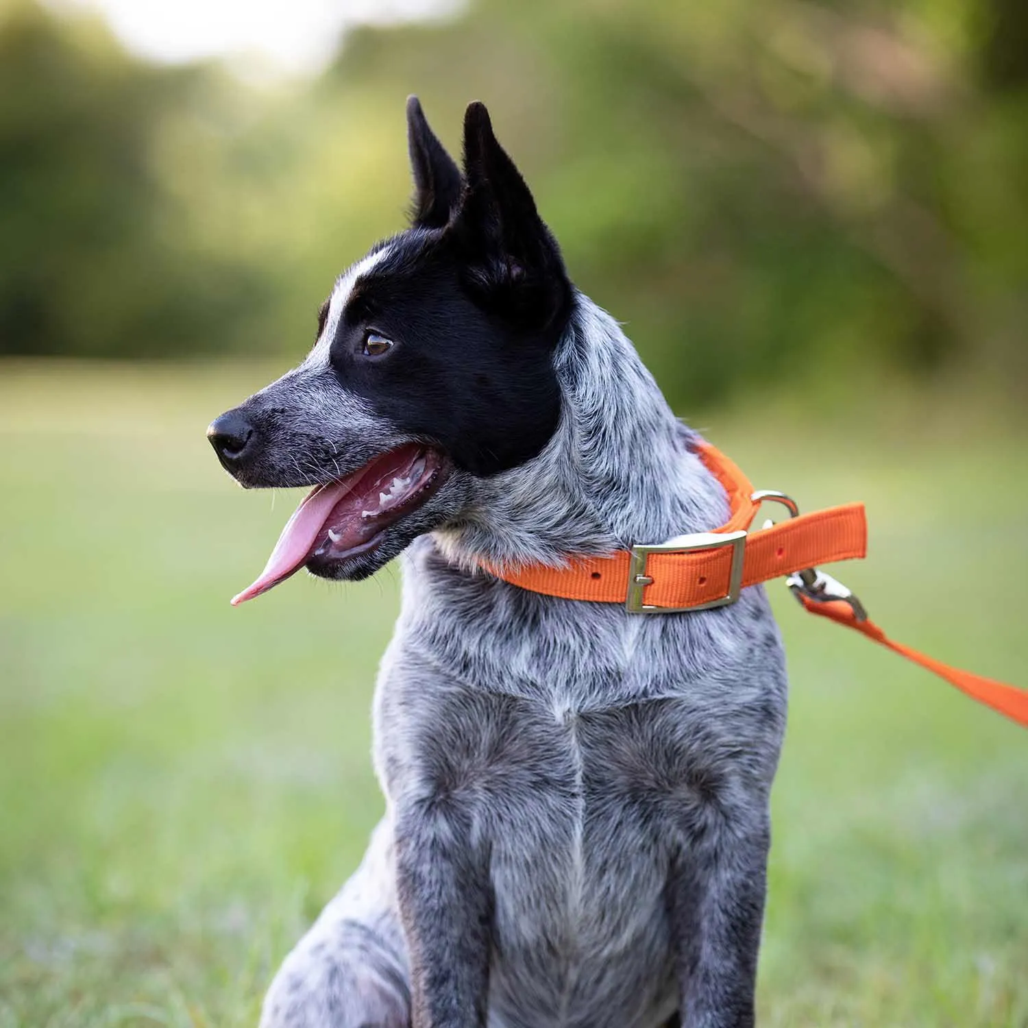 Jeffers 1" Wide Dog Collar, 16"L