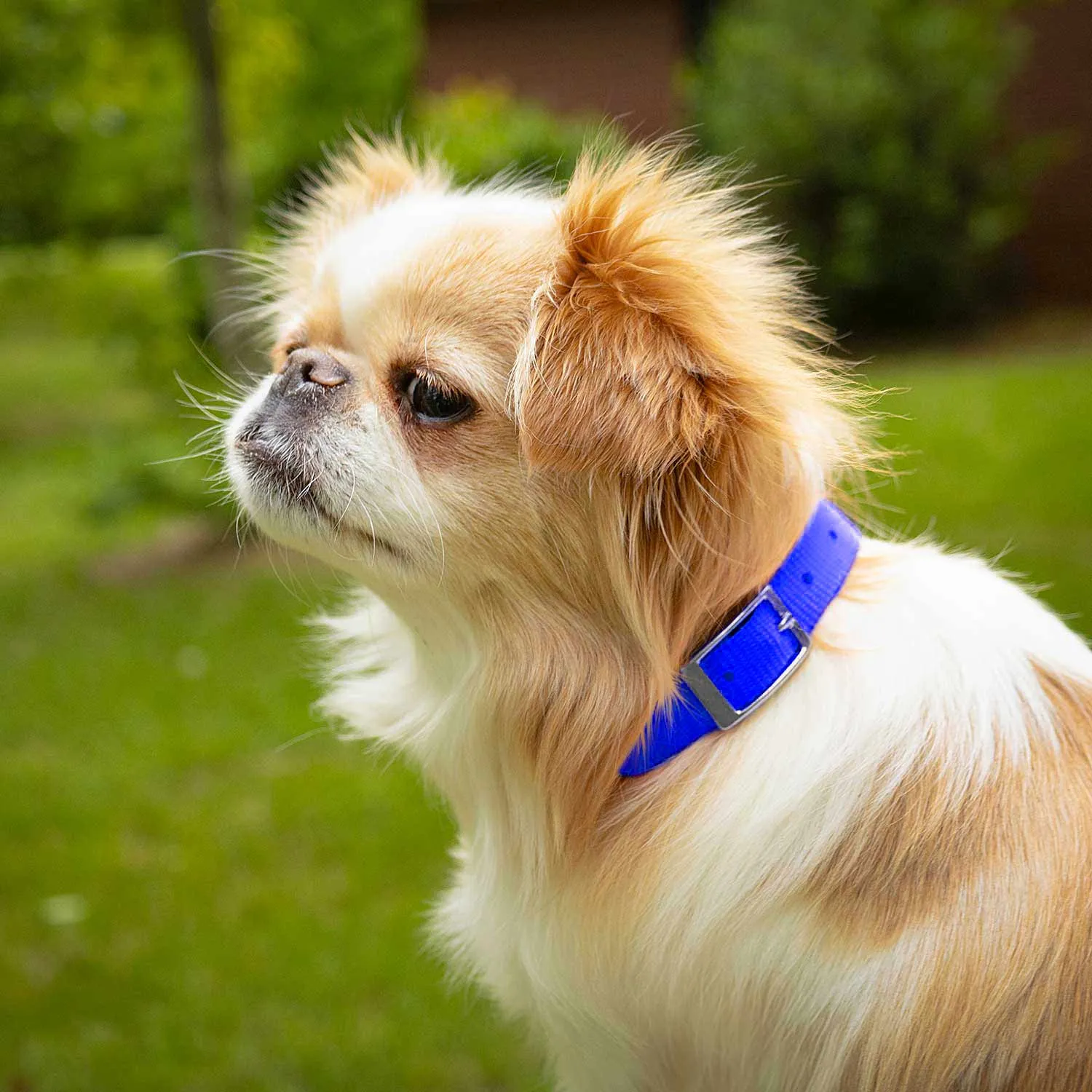 Jeffers Web Nylon Dog Collar, 5/8"W x 10"L