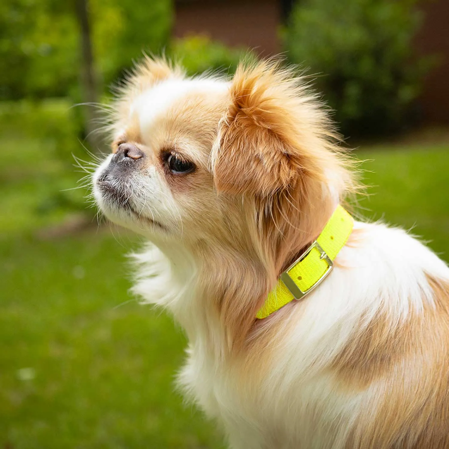 Jeffers Web Nylon Dog Collar, 5/8"W x 10"L