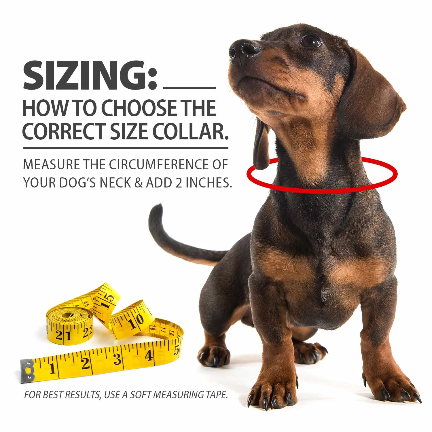Jeffers Web Nylon Dog Collar, 5/8"W x 10"L